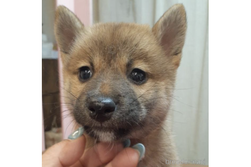 成約済の富山県の柴犬-182891の1枚目